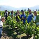 Enoturismo en Uruguay, la oportunidad de disfrutar de lo mejor de la cultura del vino