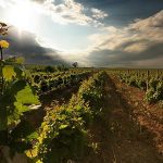 Las bodegas en la tradición vinícola en Uruguay