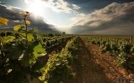 Las bodegas en la tradición vinícola en Uruguay