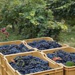 Distintos tipos de uvas en Uruguay
