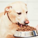 Tips para elegir alimento más nutritivos para perros