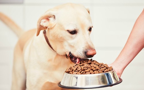 alimento para perros